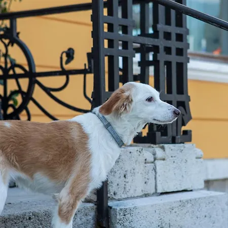 维拉因浦日纳酒店 3* 阿戈尔多